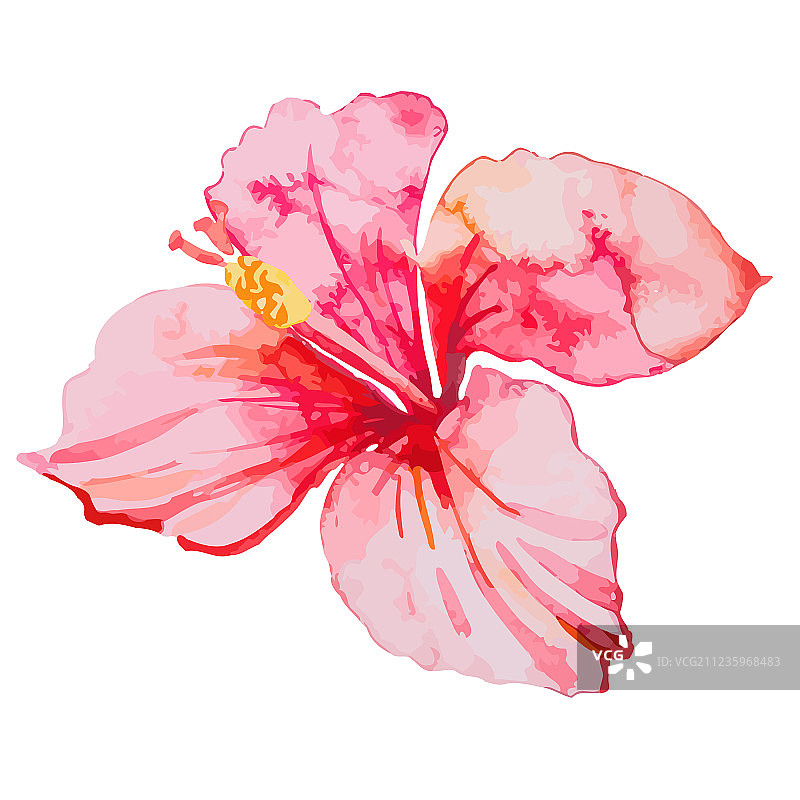 一组热带花芙蓉叶图片素材
