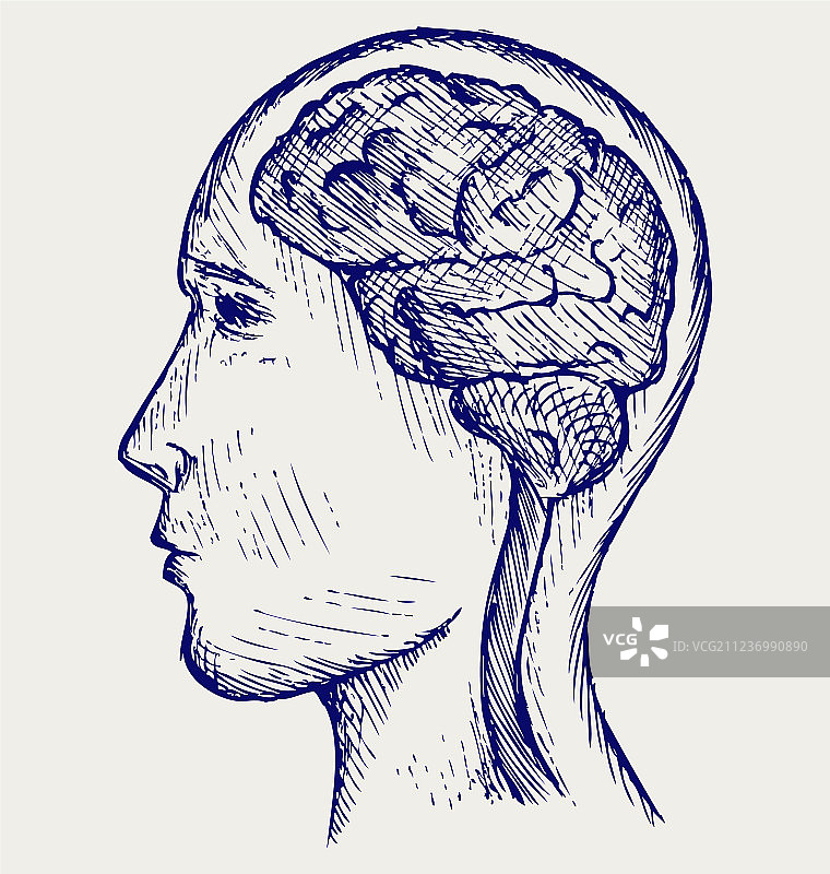 人类的大脑和头部图片素材