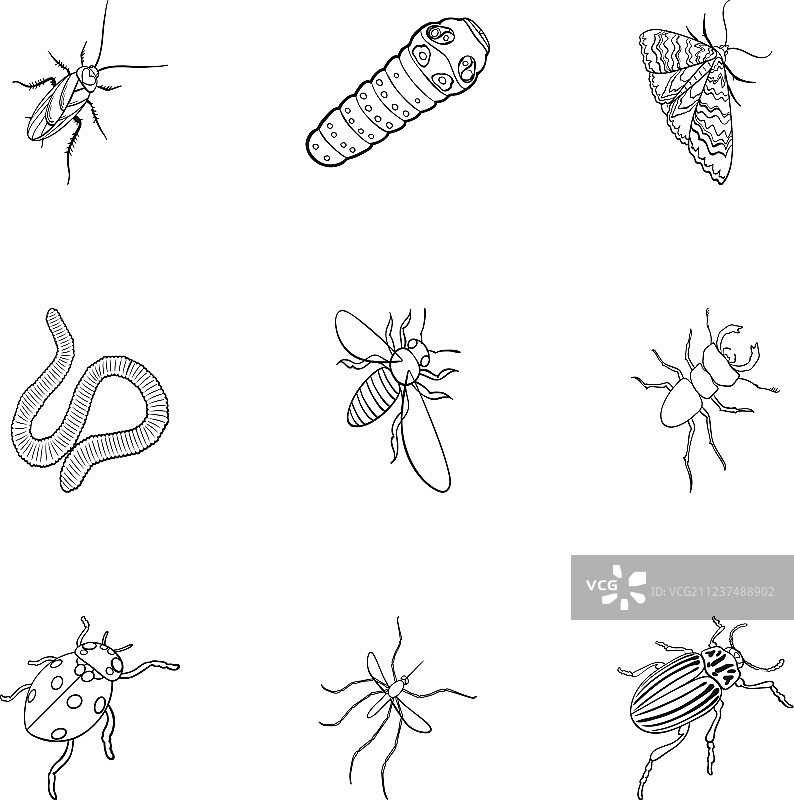 甲虫，黄蜂，蜜蜂，蚂蚁，苍蝇，蜘蛛，蚊子和图片素材