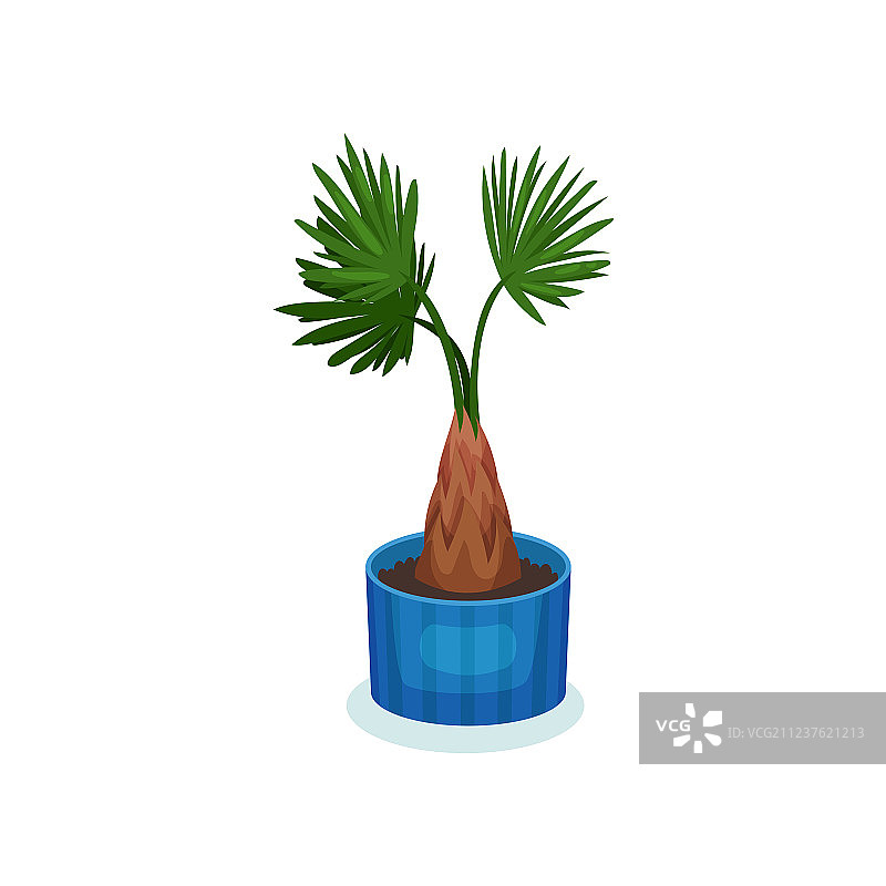 盆栽元素为棕榈室内植物图片素材