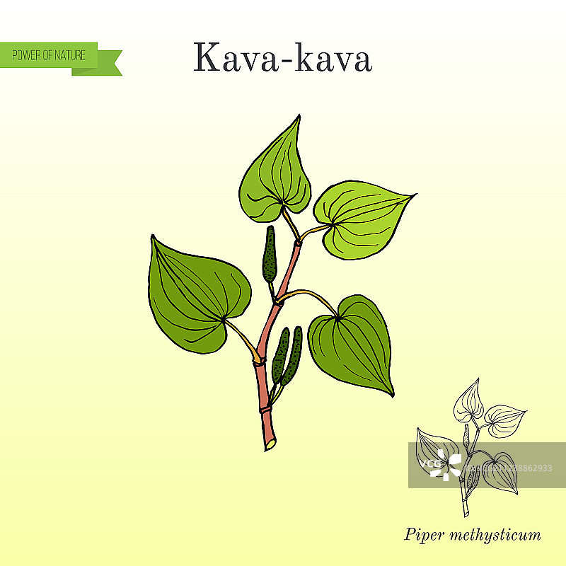 卡瓦卡瓦胡椒属药用植物图片素材
