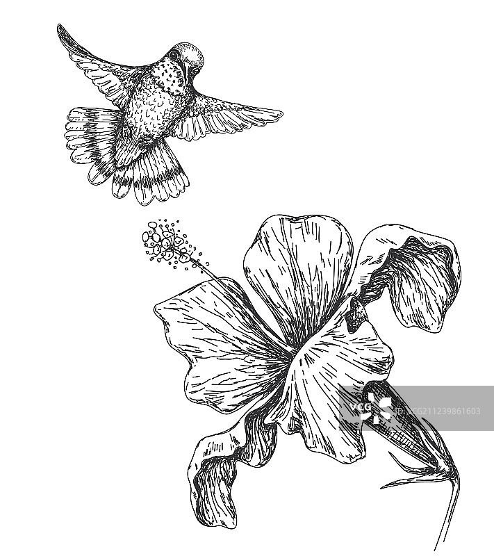 蜂鸟和花素描图片素材