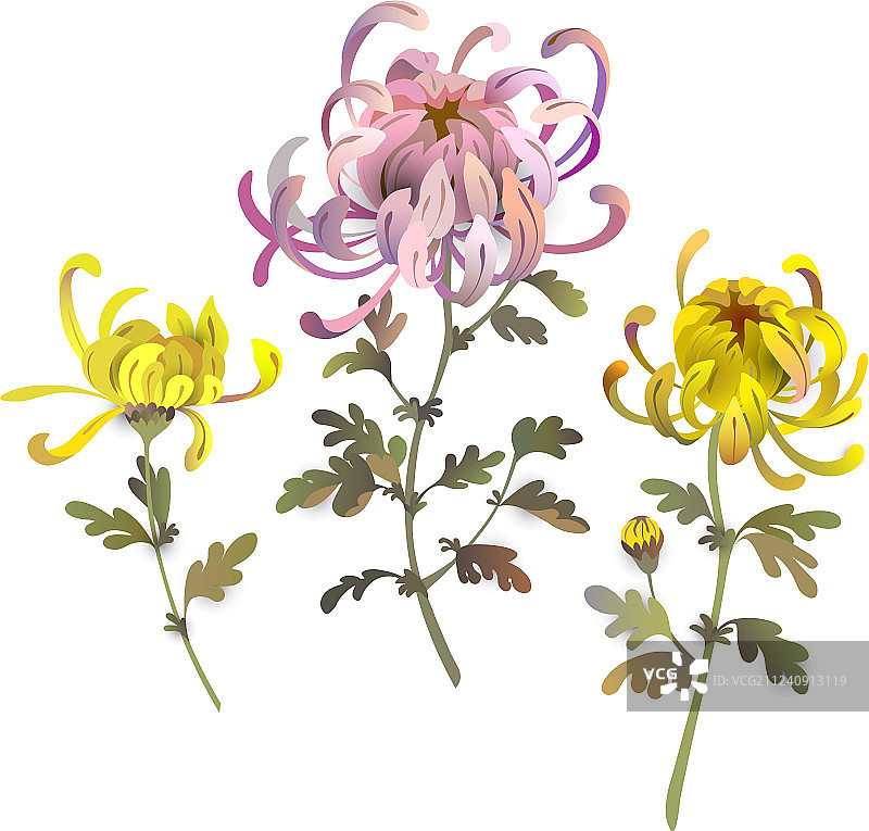 一套菊花花卉设计图片素材