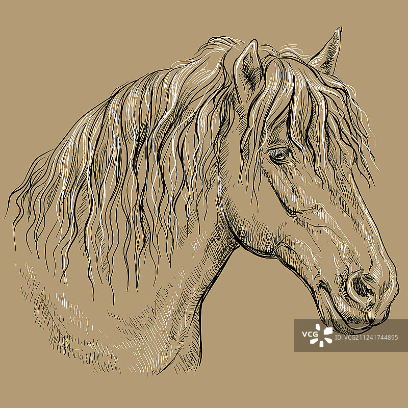 马的肖像-12在棕色的背景图片素材