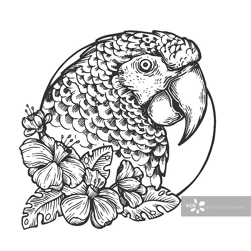 鹦鹉鸟头动物雕刻图片素材