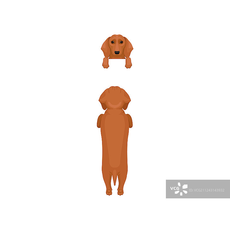 平坦的一套狗的姿势前和后视图图片素材