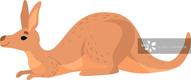 棕色躺袋鼠可爱的澳大利亚小袋鼠图片素材