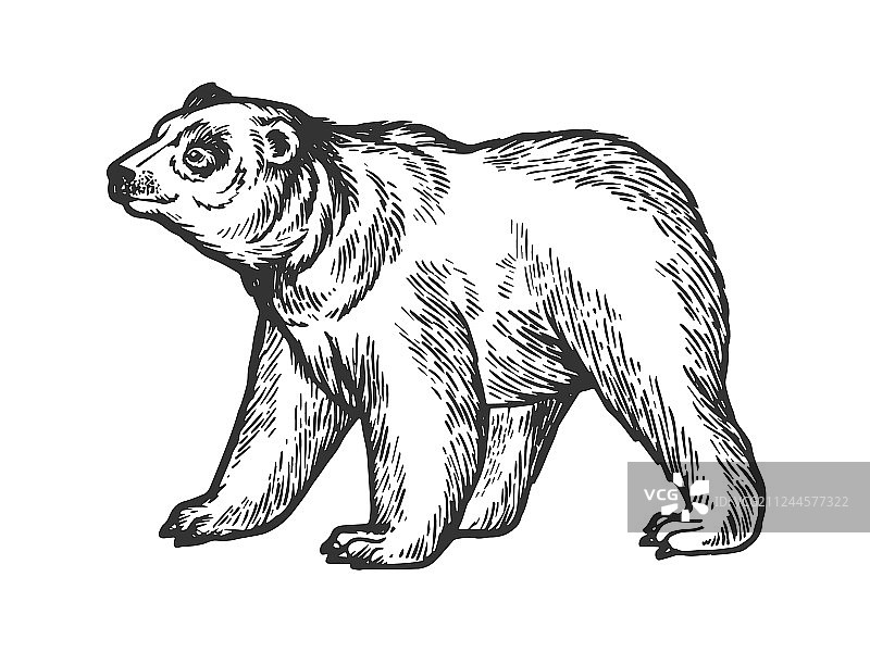 小熊用四条腿素描雕刻图片素材