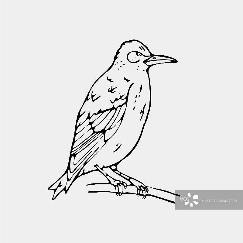手绘铅笔图形小鸟椋鸟图片素材