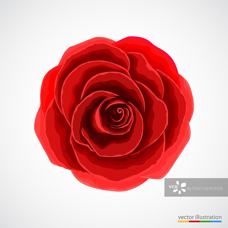 白色背景上的红玫瑰图片素材