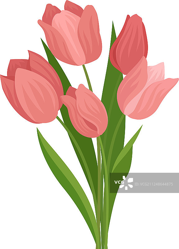 可爱的粉红色郁金香和绿色的叶子，漂亮图片素材