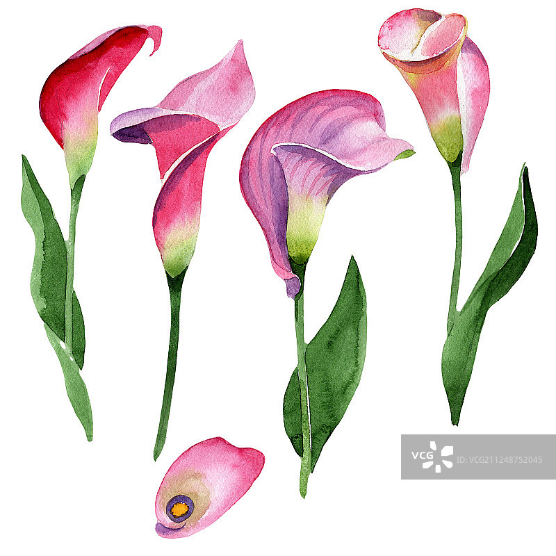 粉红色马蹄莲，花，植物花。水彩背景插图集。孤立马蹄莲插图元素。图片素材