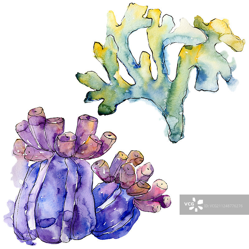 色彩斑斓的水生水下自然珊瑚礁。孤立的插画元素。图片素材