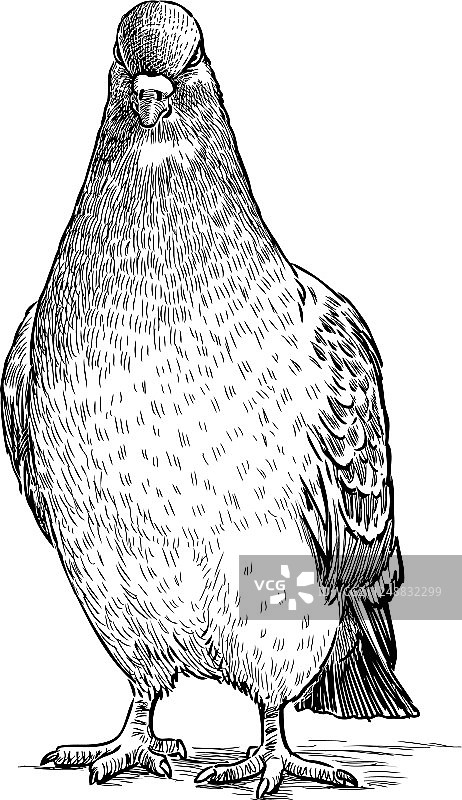 画一只愤怒的鸽子图片素材
