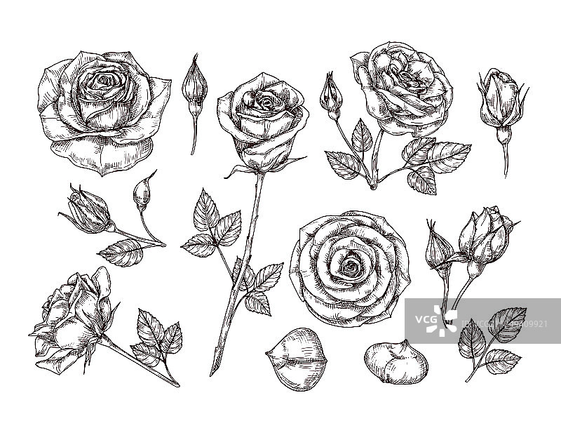 手绘玫瑰画带刺的玫瑰图片素材