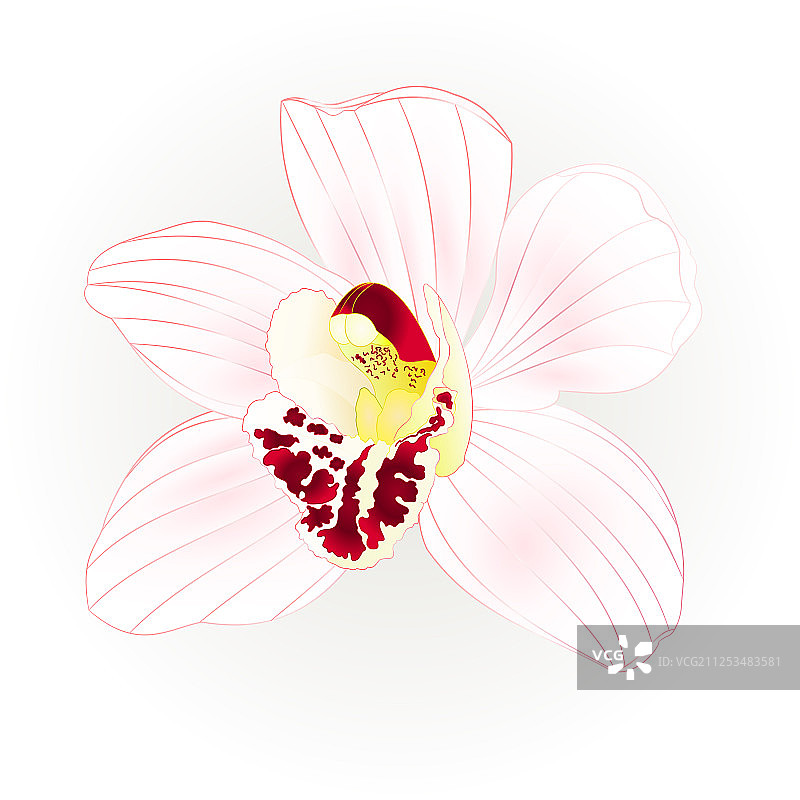 热带兰花兰花白花写实图片素材