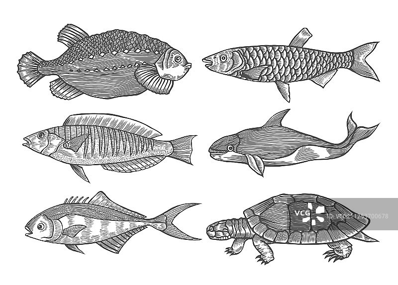 鱼的水墨写生图片素材