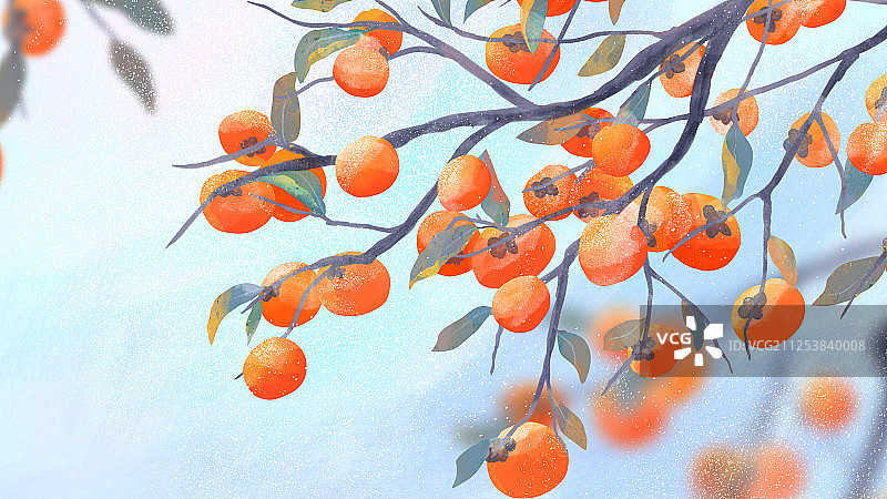 秋天枝头挂满柿子的柿子树霜降节气手绘插画图片素材