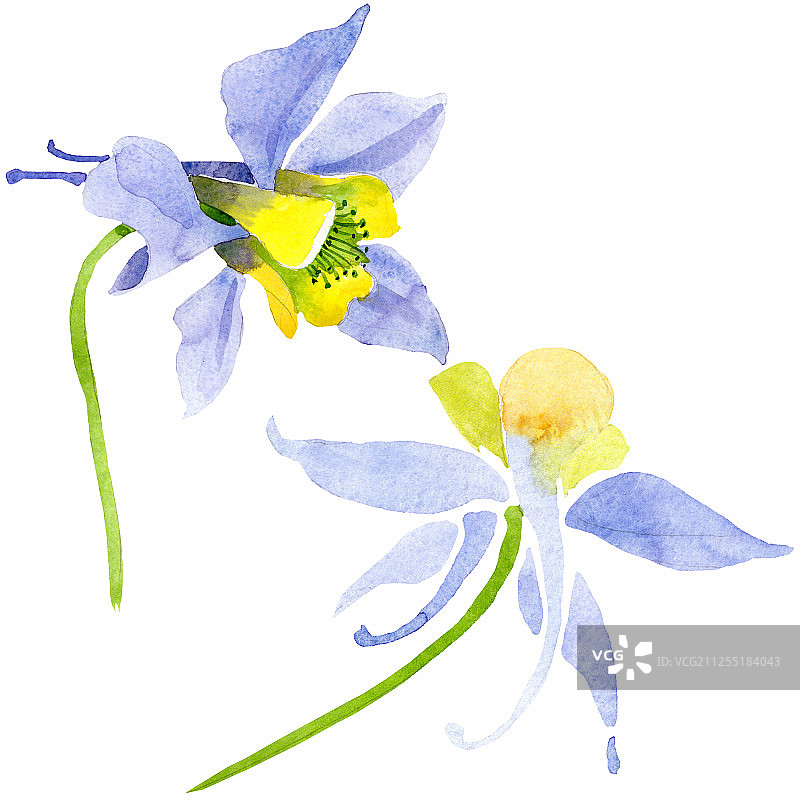 蓝黄色的蔷薇属植物花。水彩背景设置。孤立的茄子插图元素。图片素材