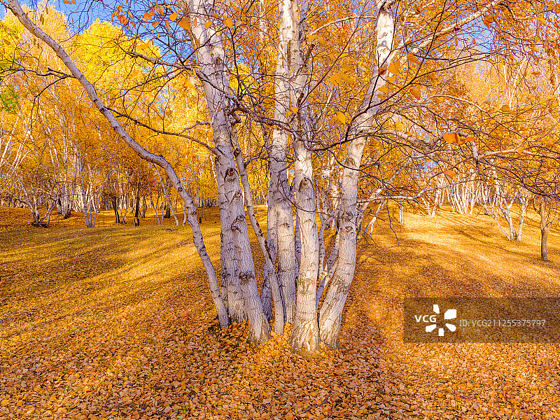 秋天金色阳光的白桦林风光图片素材