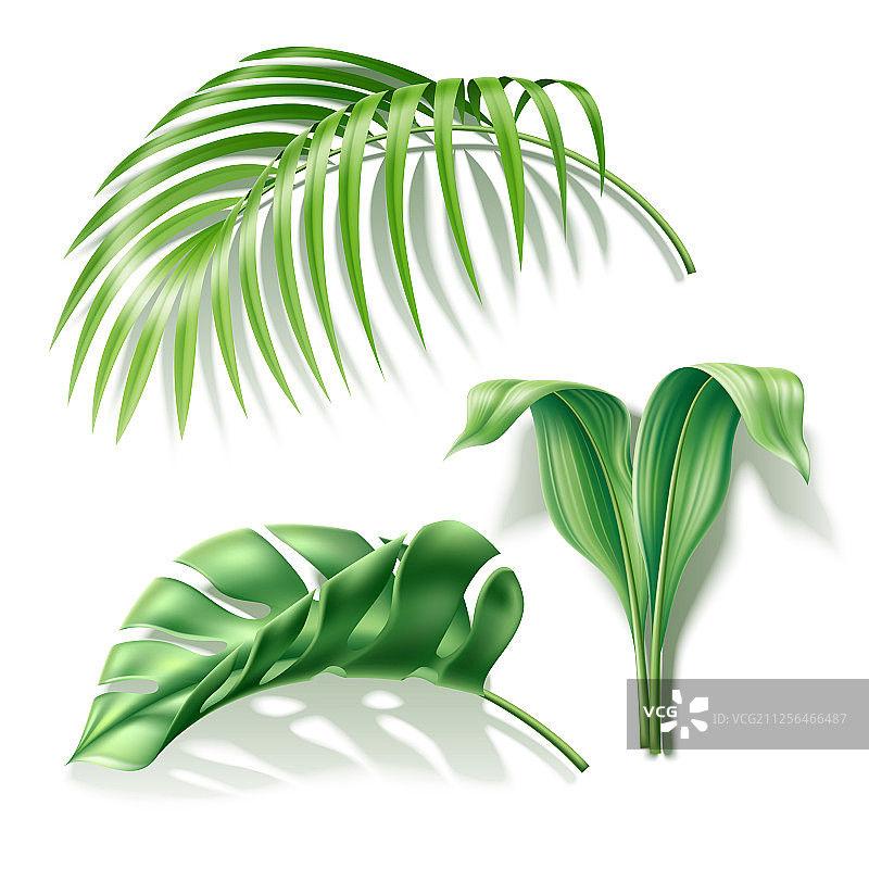 热带树叶逼真的怪物棕榈集图片素材