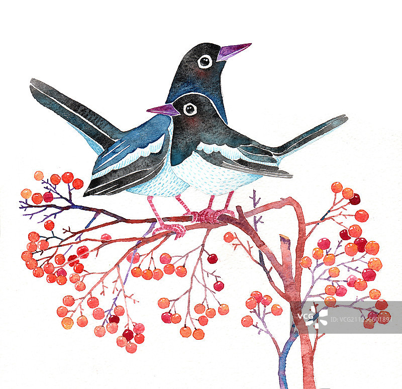 唯美水彩手绘插画动物-两只站在树枝上的喜鹊图片素材