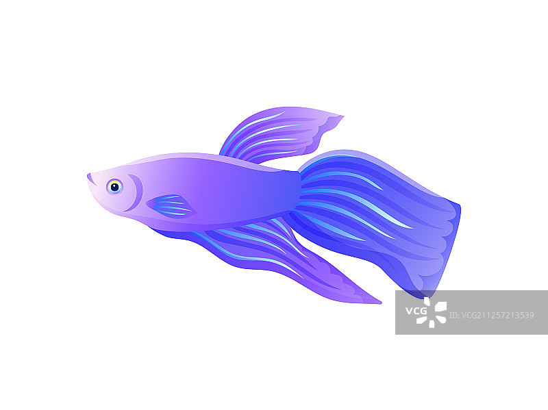 明亮的淡紫色斗鱼和大鳍的旗帜图片素材