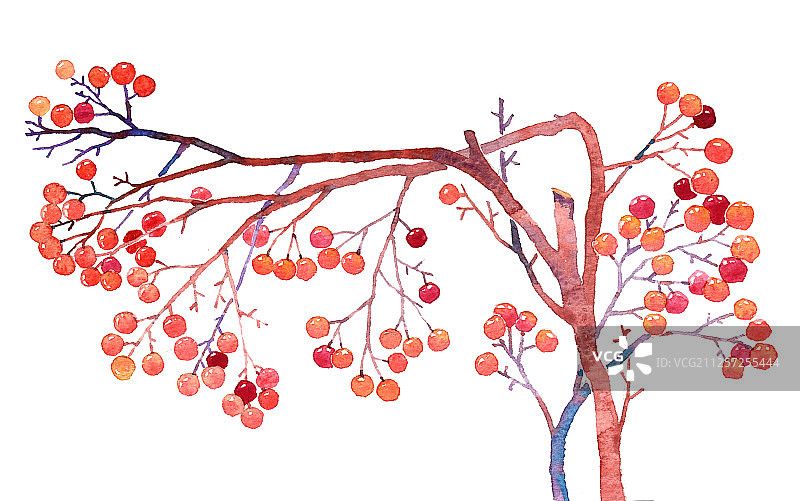水彩插画-结红果的书图片素材