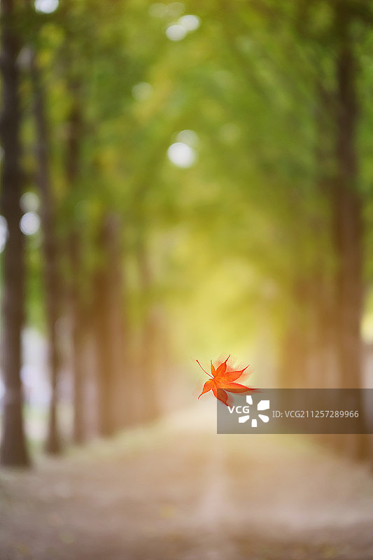秋天飘落的枫叶图片素材