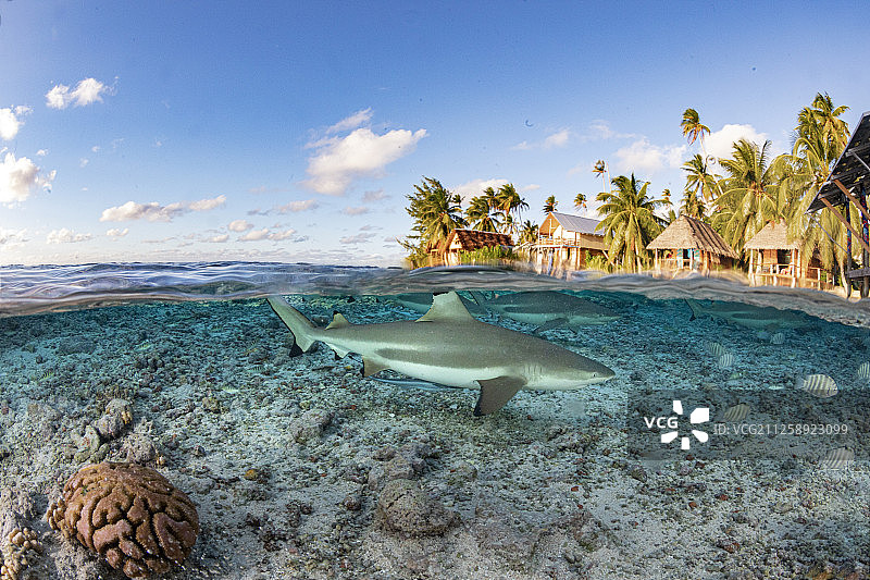 法卡拉瓦海面下的黑鳍礁鲨图片素材