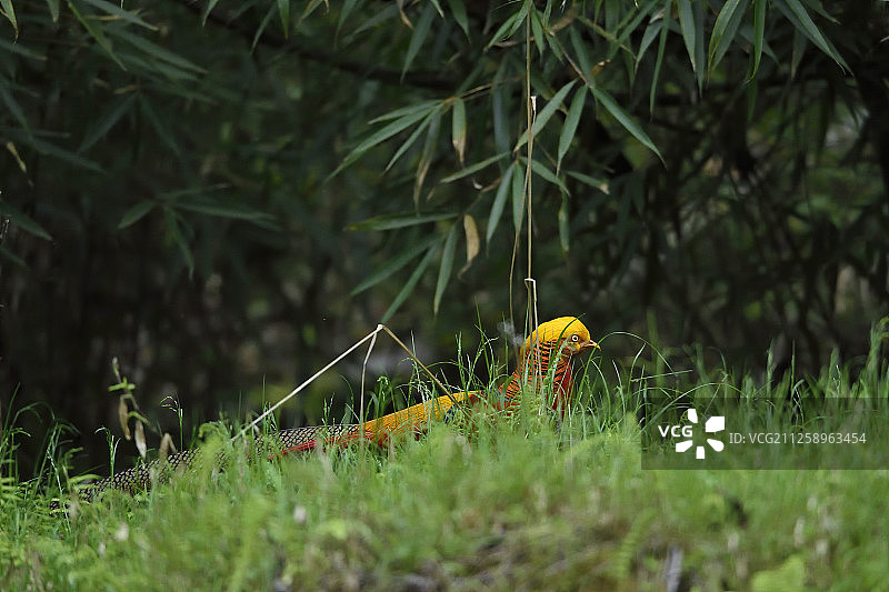 四川省唐家河国家级自然保护区的金鸡(Chrysolophus pictus)图片素材