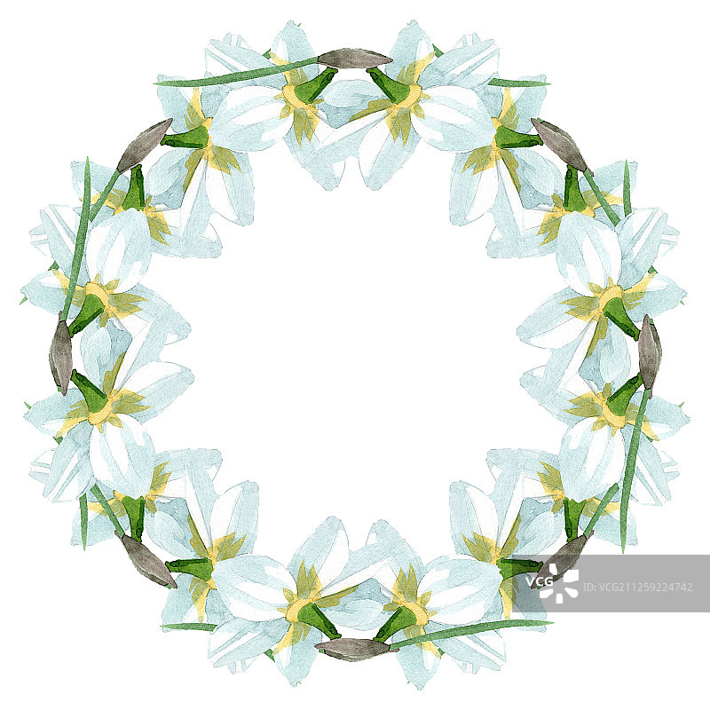 白花水仙属植物花。水彩背景插图集。边框装饰方形。图片素材