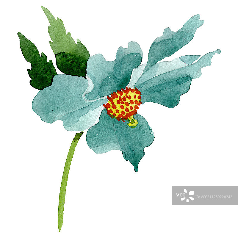 绿松石罂粟，植物的花。水彩背景插图集。孤立的罂粟插图元素。图片素材