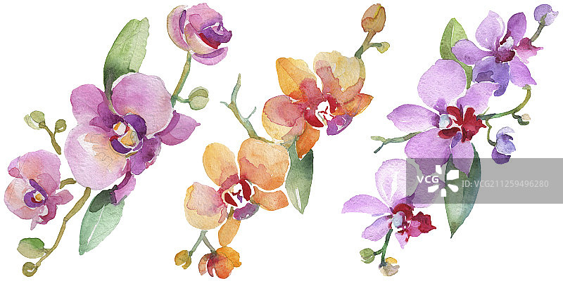 兰花花束花。水彩背景插图集。孤立的兰花插图元素。图片素材