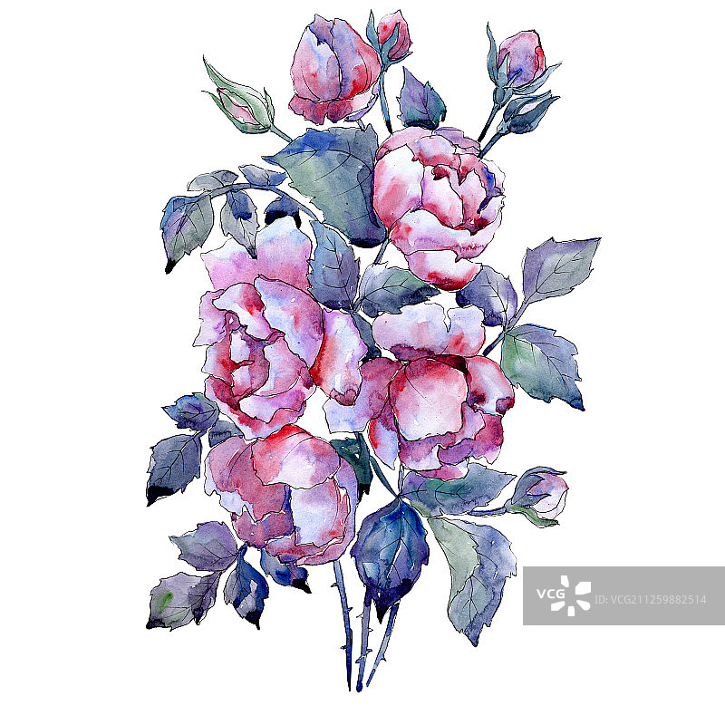 紫色的蔷薇属植物花。水彩背景设置。孤立的花束插图元素。图片素材