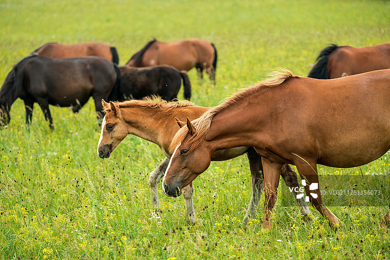 内蒙古乌兰布统草原马群图片素材
