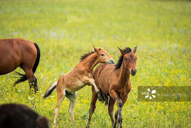 内蒙古乌兰布统草原马群图片素材