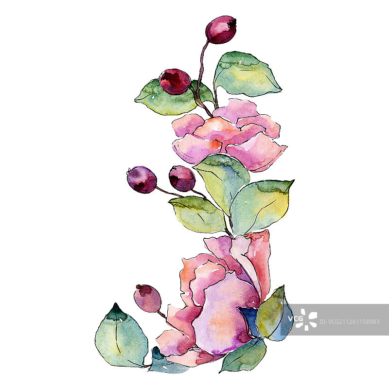 粉红色的花和绿色的叶子。孤立的花束插图元素。水彩背景插图集。图片素材