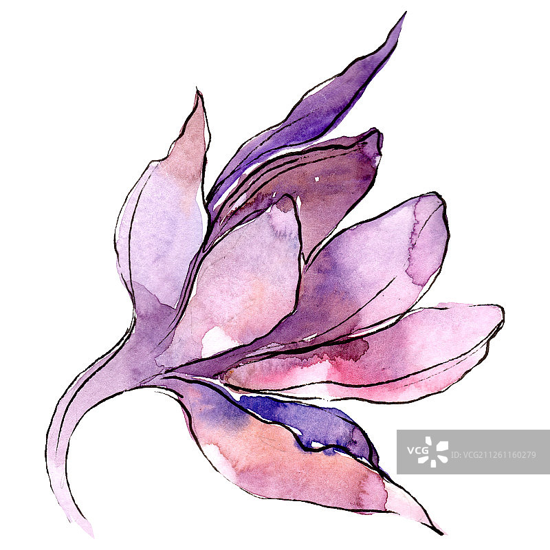 紫色的花耧斗菜。孤立的aquilegia插图元素。水彩背景插图集。图片素材