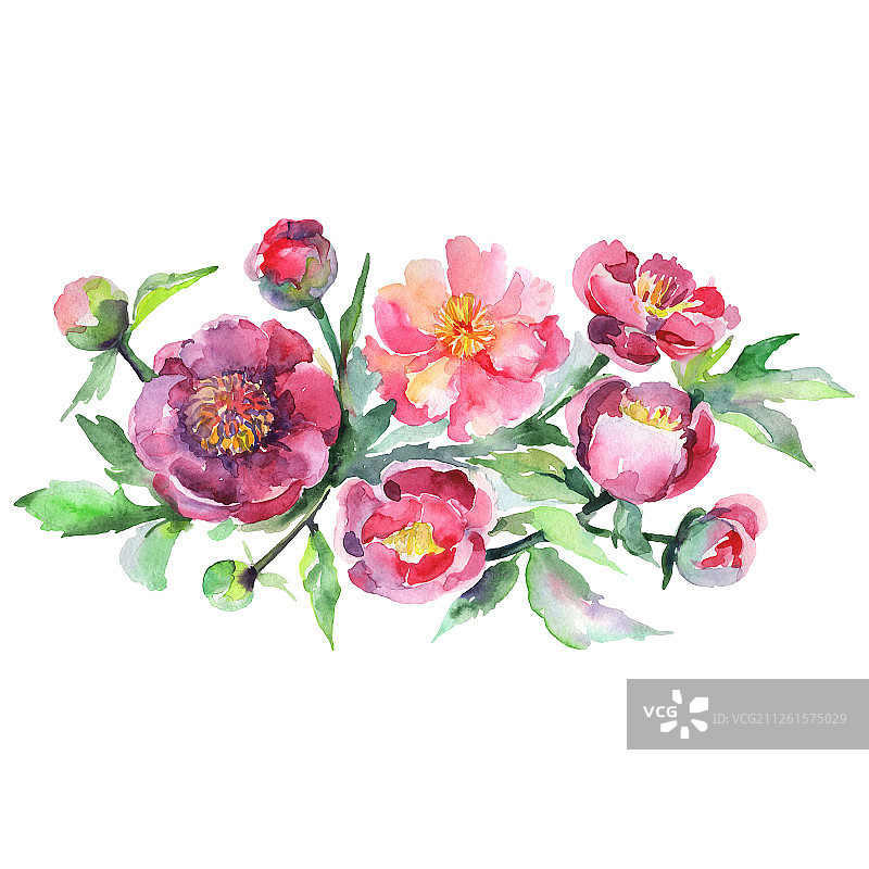 牡丹花束，花卉植物。水彩背景设置。孤立的花束插图元素。图片素材