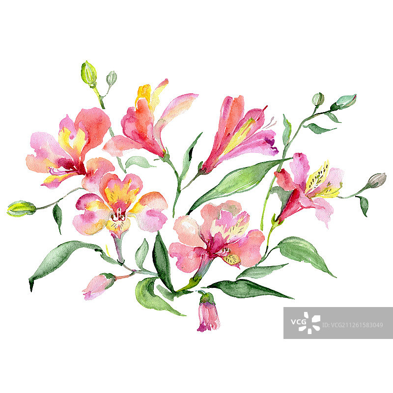 花束植物的花。水彩背景设置。孤立的花束插图元素。图片素材