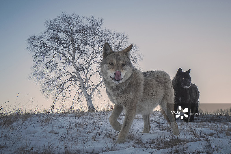 雪地上的两只狼图片素材