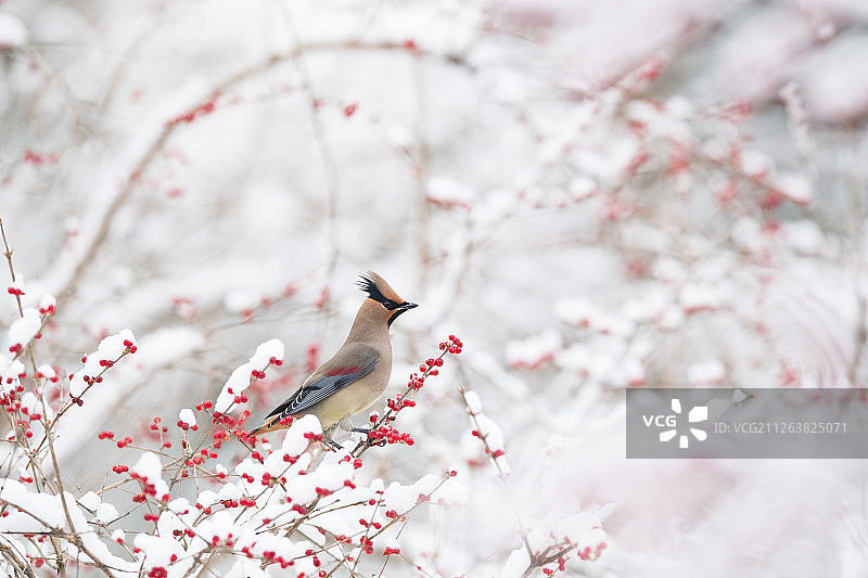 小太平鸟傲雪而立图片素材