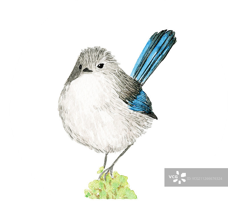 一只蓝色尾巴蓝色翅膀的小鸟站立在树枝上 水彩手绘插画图片素材