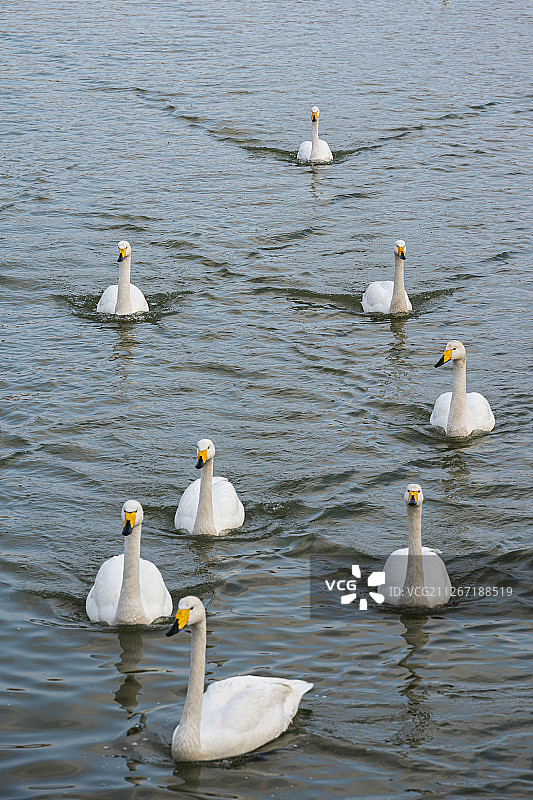 在湖里自由游弋的一群白色大天鹅图片素材