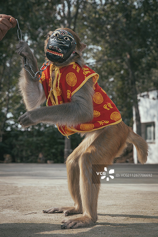 中国猴子教练图片素材