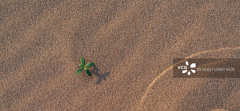 沙漠中顽强生长的小植物图片素材