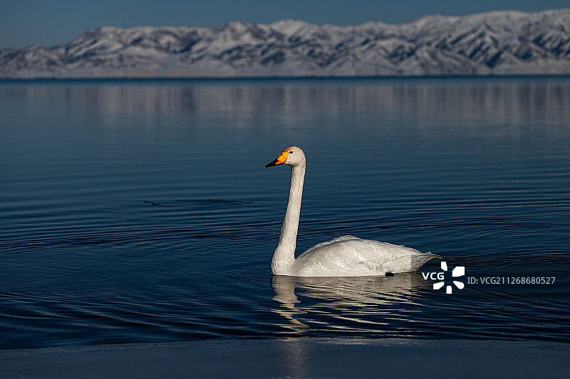 新疆赛里木湖的天鹅图片素材