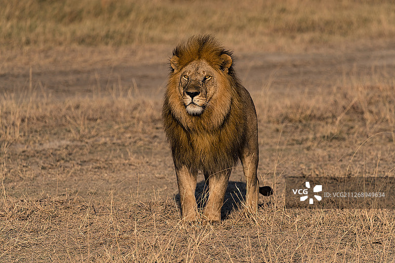 坦桑尼亚非洲大草原—非洲雄狮狮子王图片素材