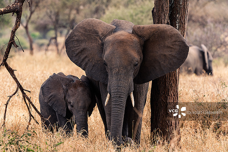 坦桑尼亚非洲大草原-大象象牙大象带崽嬉戏图片素材